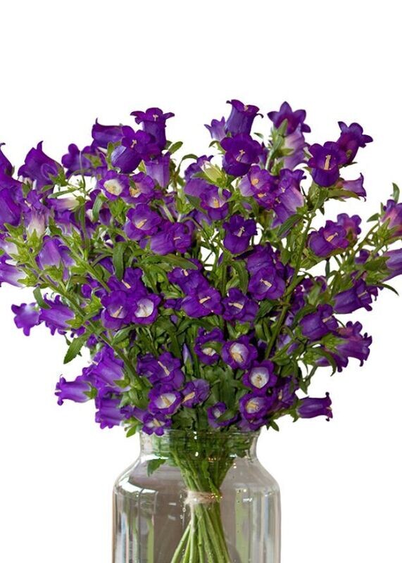 Campanula Champion II Blue