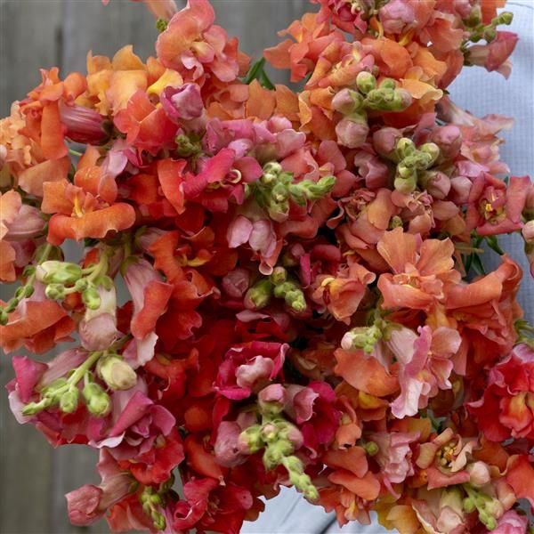 Snapdragon Madame Butterfly Bronze