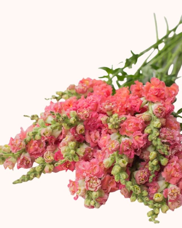 Snapdragon Madame Butterfly Bronze