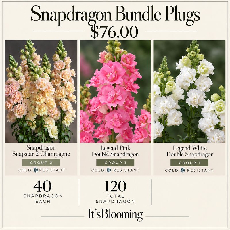 Snapdragon Madame Butterfly Bronze
