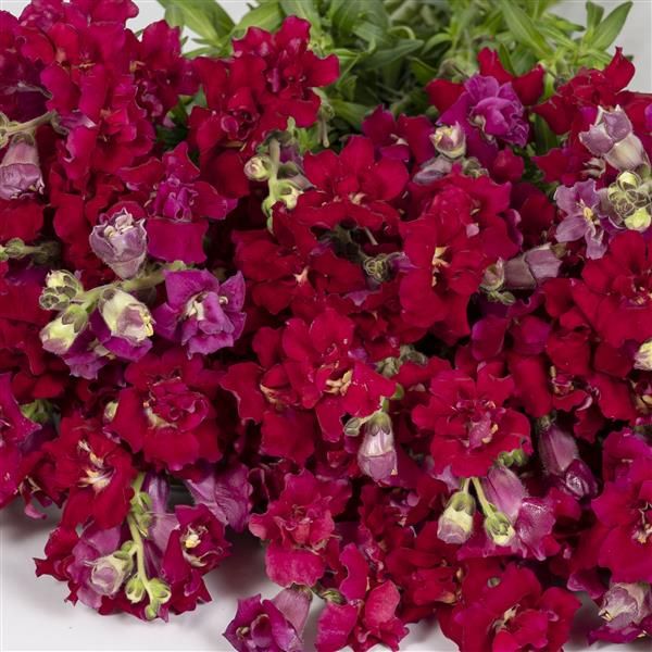 Snapdragon Madame Butterfly Red