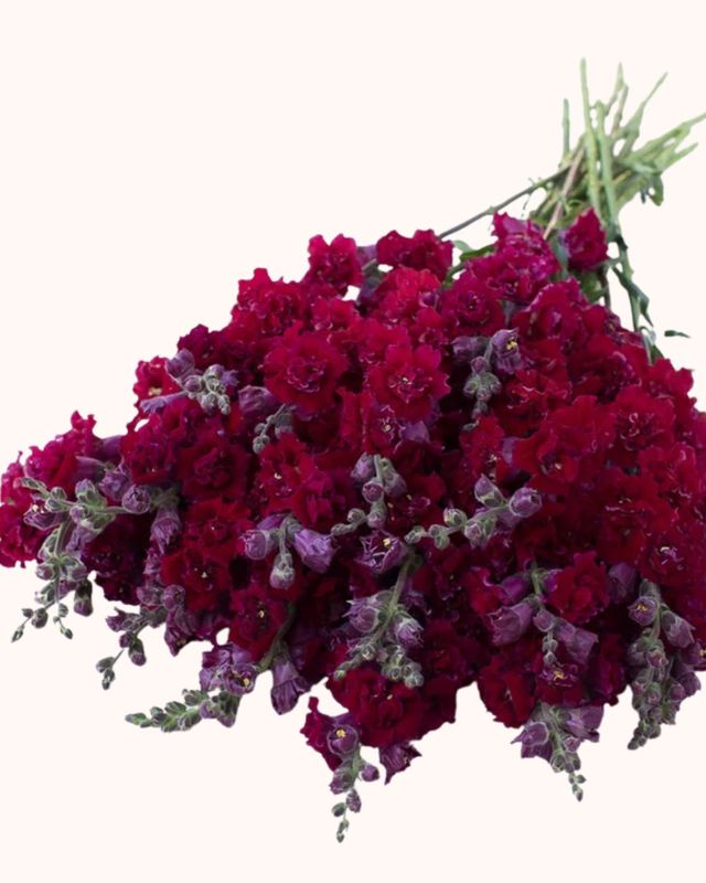 Snapdragon Madame Butterfly Red