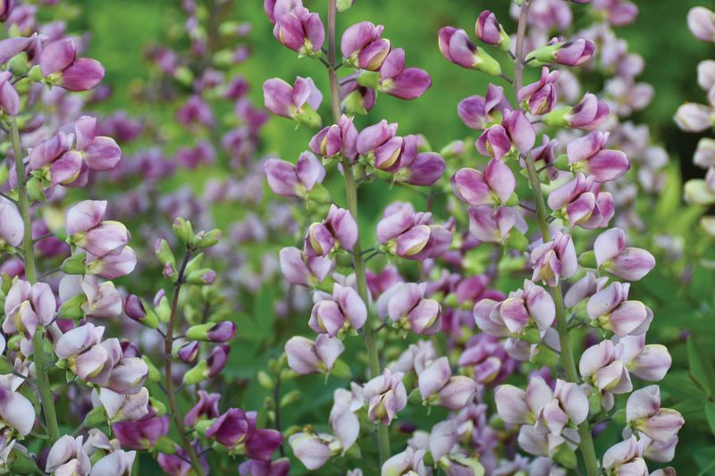 Baptisia Plum Rosy