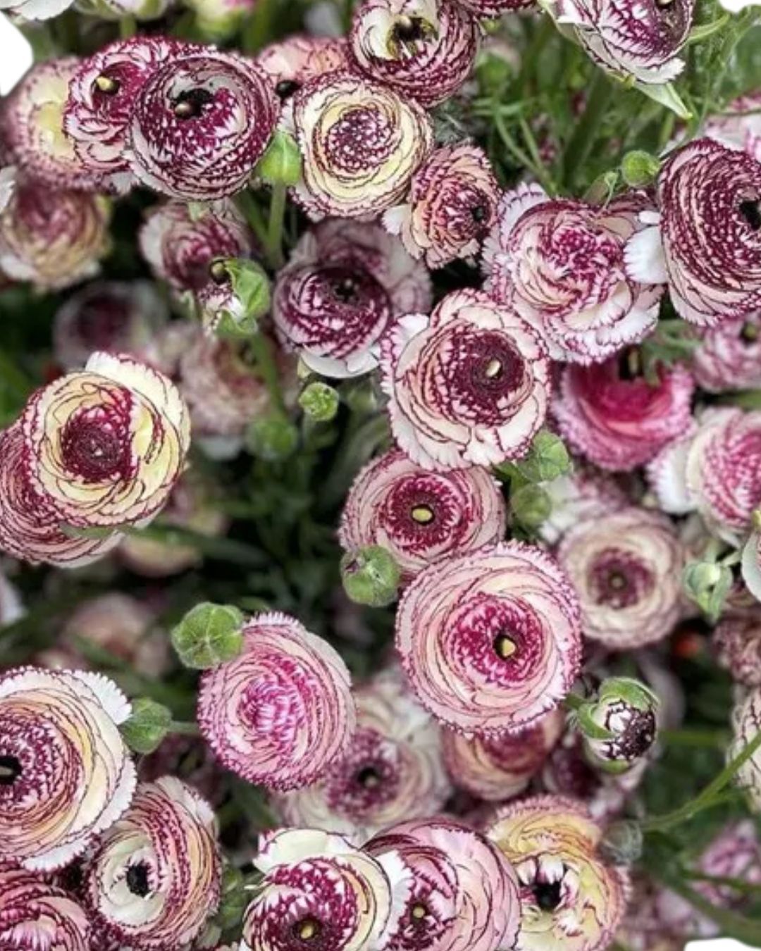 Bianco Striato Ranunculus