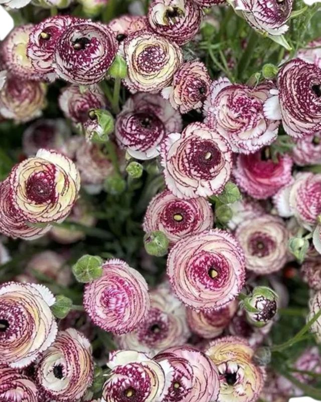 Bianco Striato Ranunculus