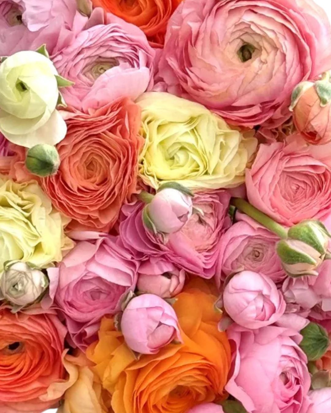 Dolce Vita Mix Pastelo Ranunculus