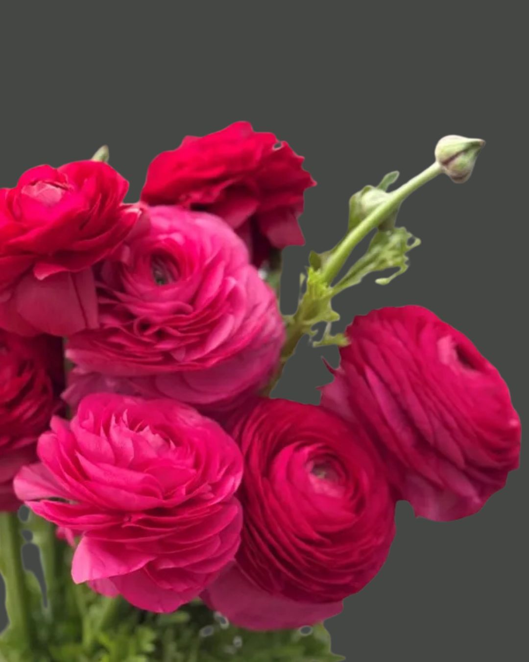 Elegance Ciclamino Hot Pink Ranunculus