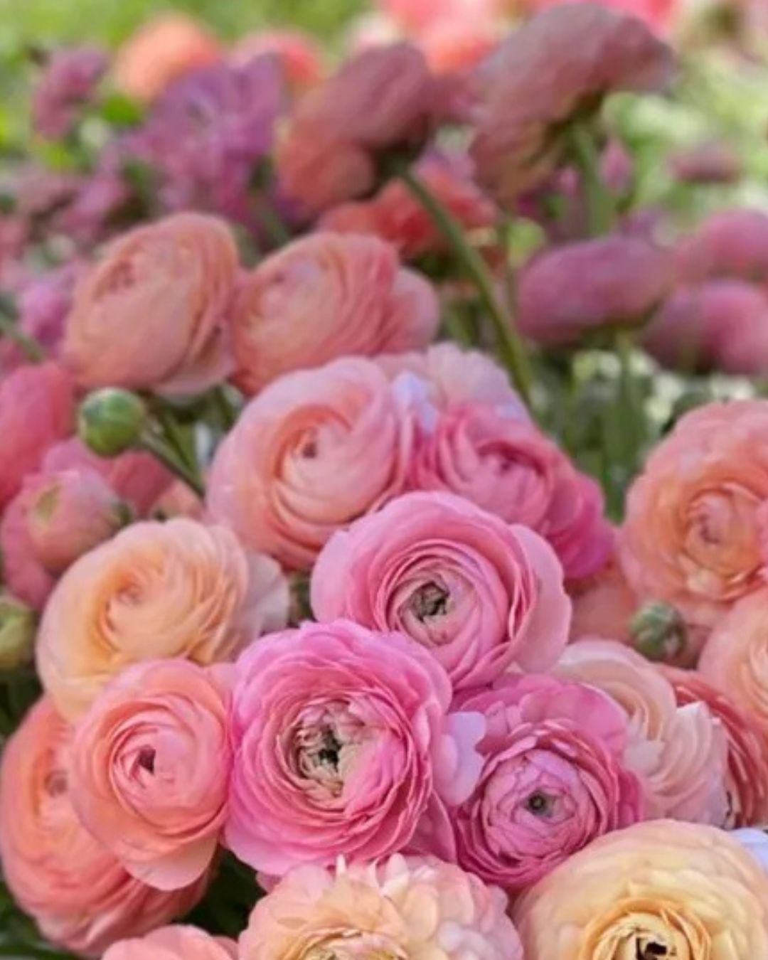 Elegance Salmone Ranunculus