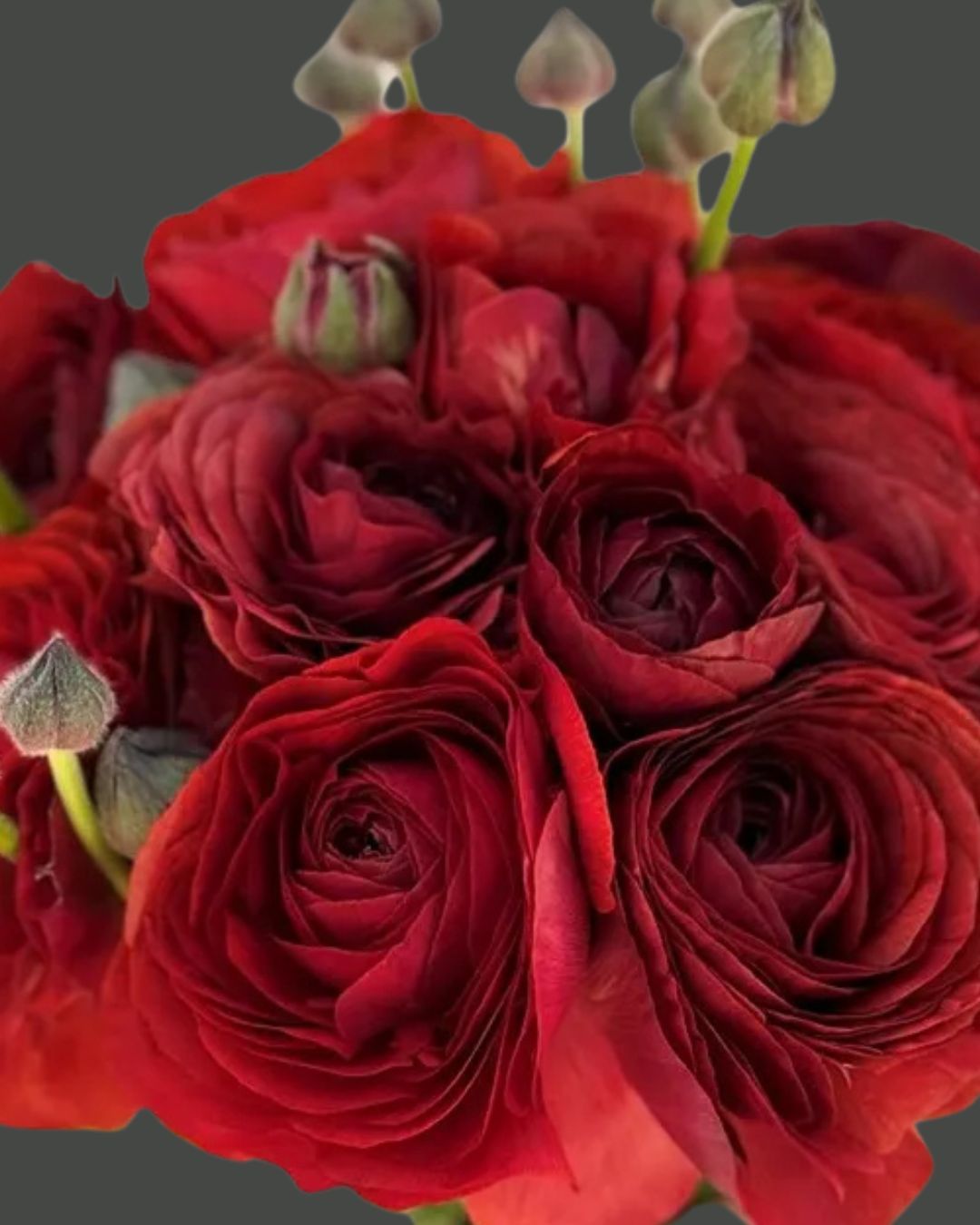 Elegance Cioccolato Ranunculus