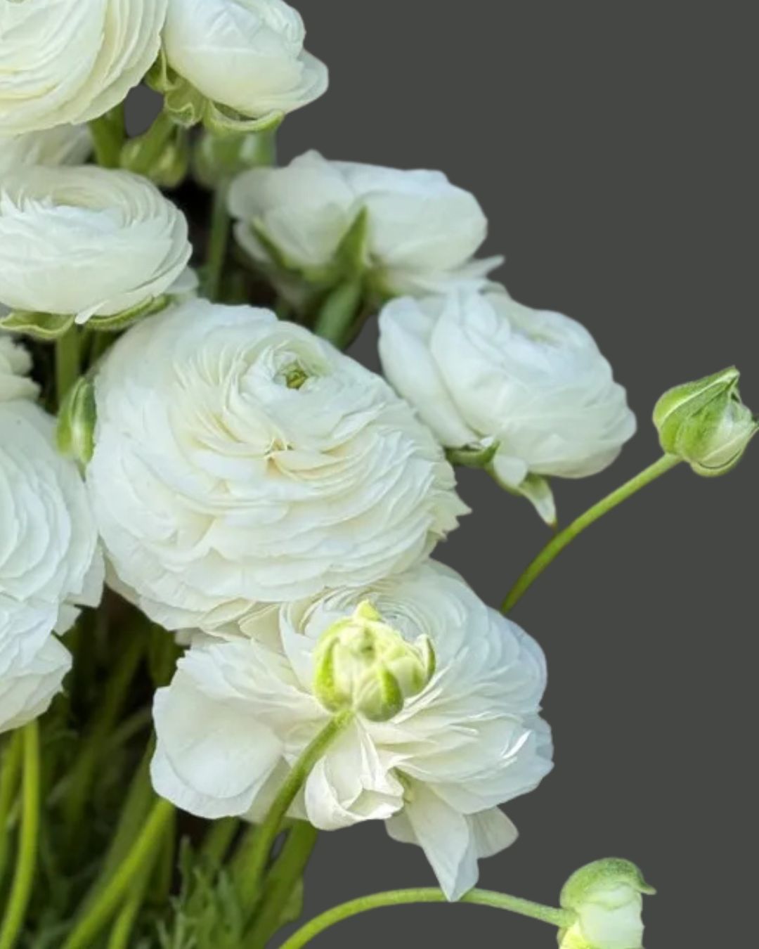 Bianco Elegance Ranunculus