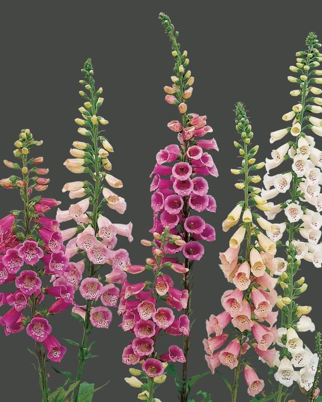 Digitalis Foxy Purpurea Foxglove