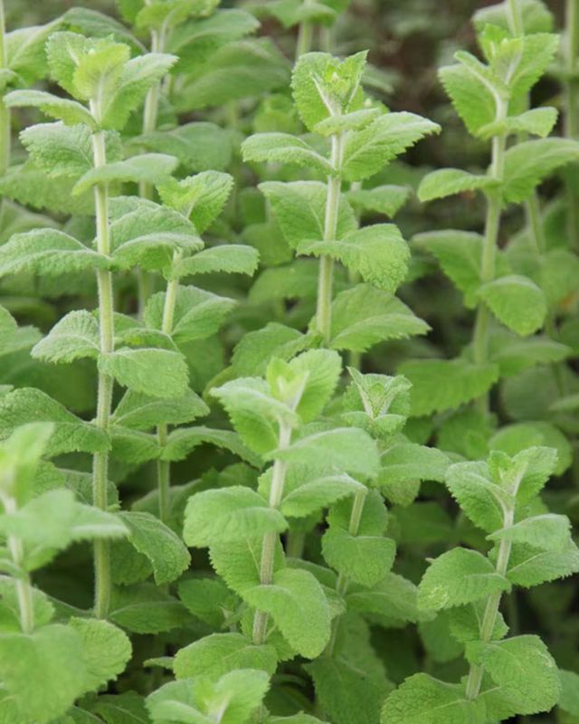 Apple Mint
