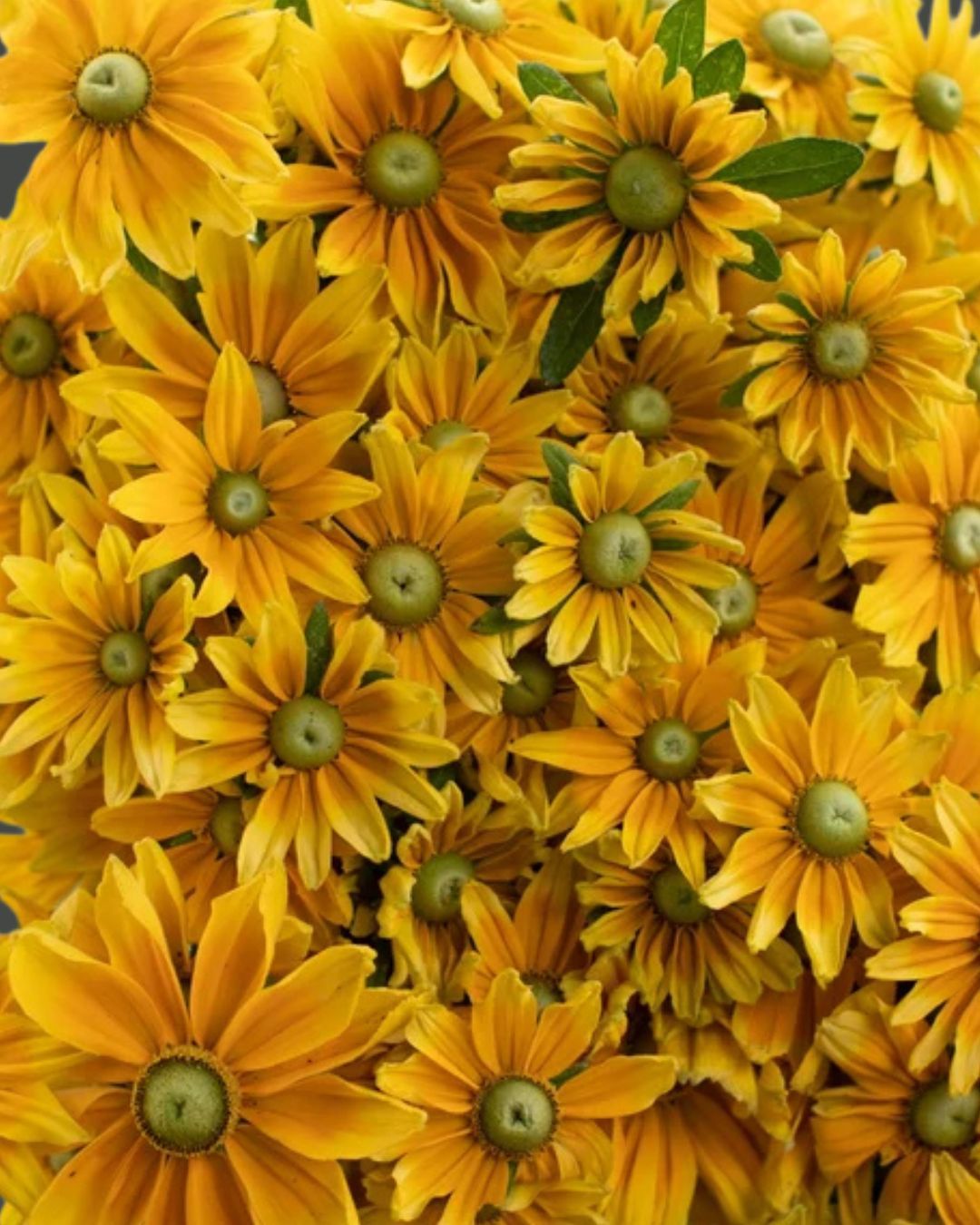 Rudbeckia Prairie Sun