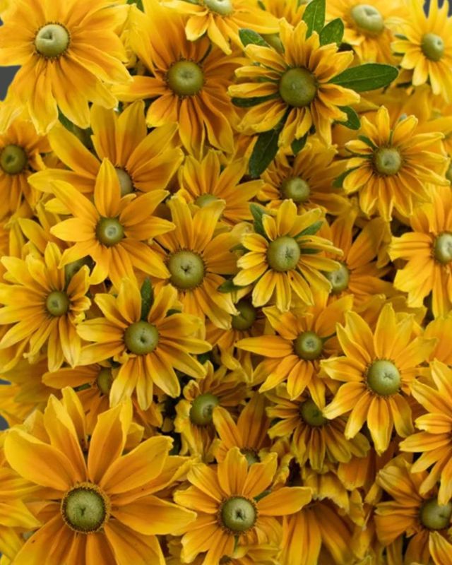Rudbeckia Prairie Sun