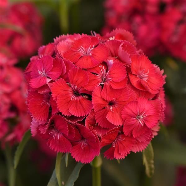 Dianthus Sweet Dusty Flamingo