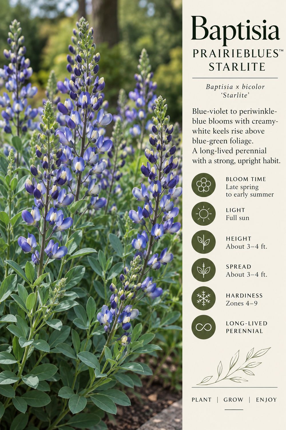 Baptisia Prairie Blue