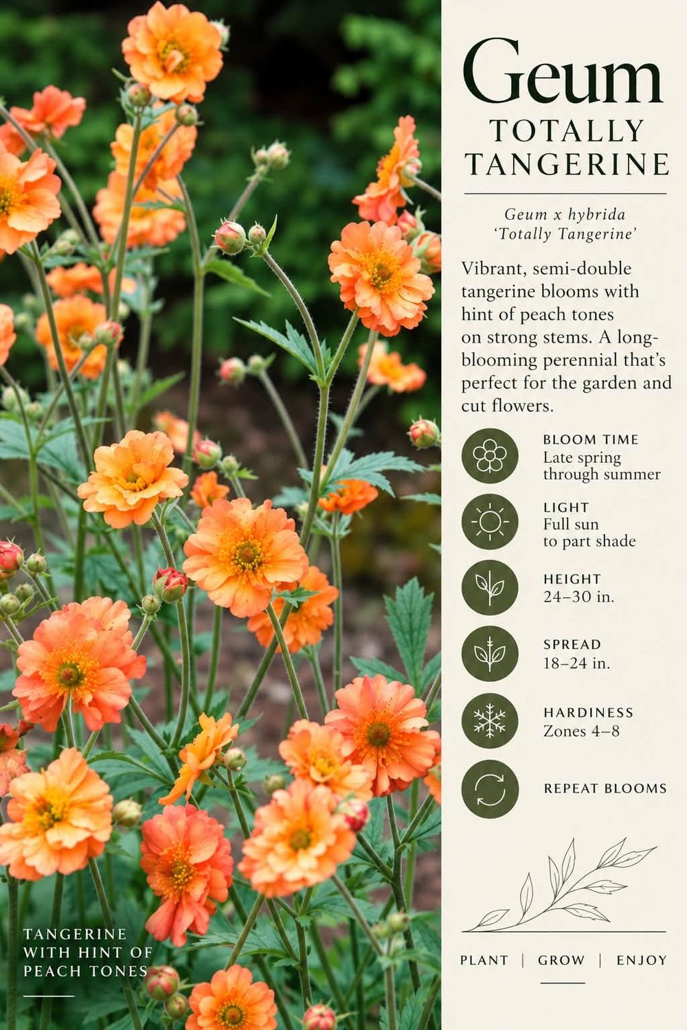 Geum Totally Tangerine Hybrida