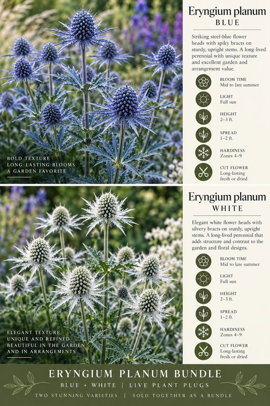 Sea Holly (Eryngium Planum Blue Glitter and white Glitter)