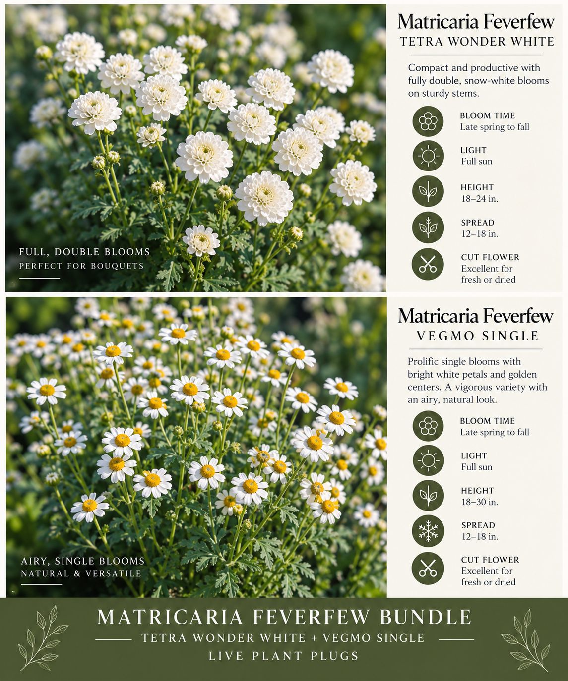 Matricaria Feverfew Bundle