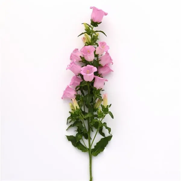 Campanula Campana II Pink