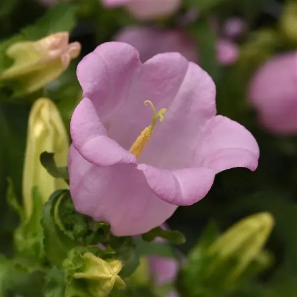 Campanula Campana II Pink
