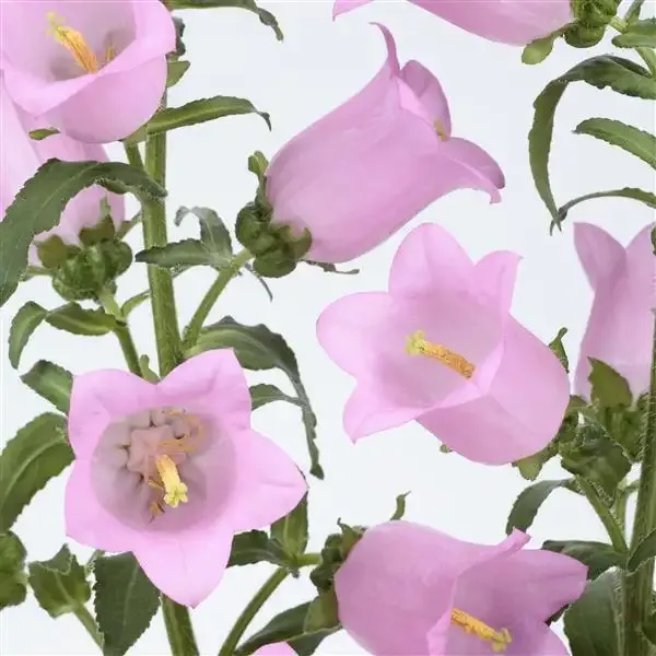 Campanula Champion II Pink