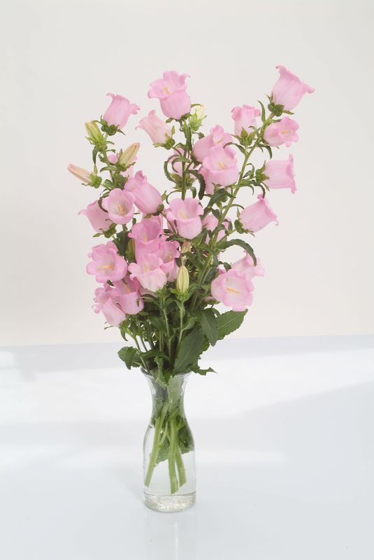 Campanula Champion II Pink