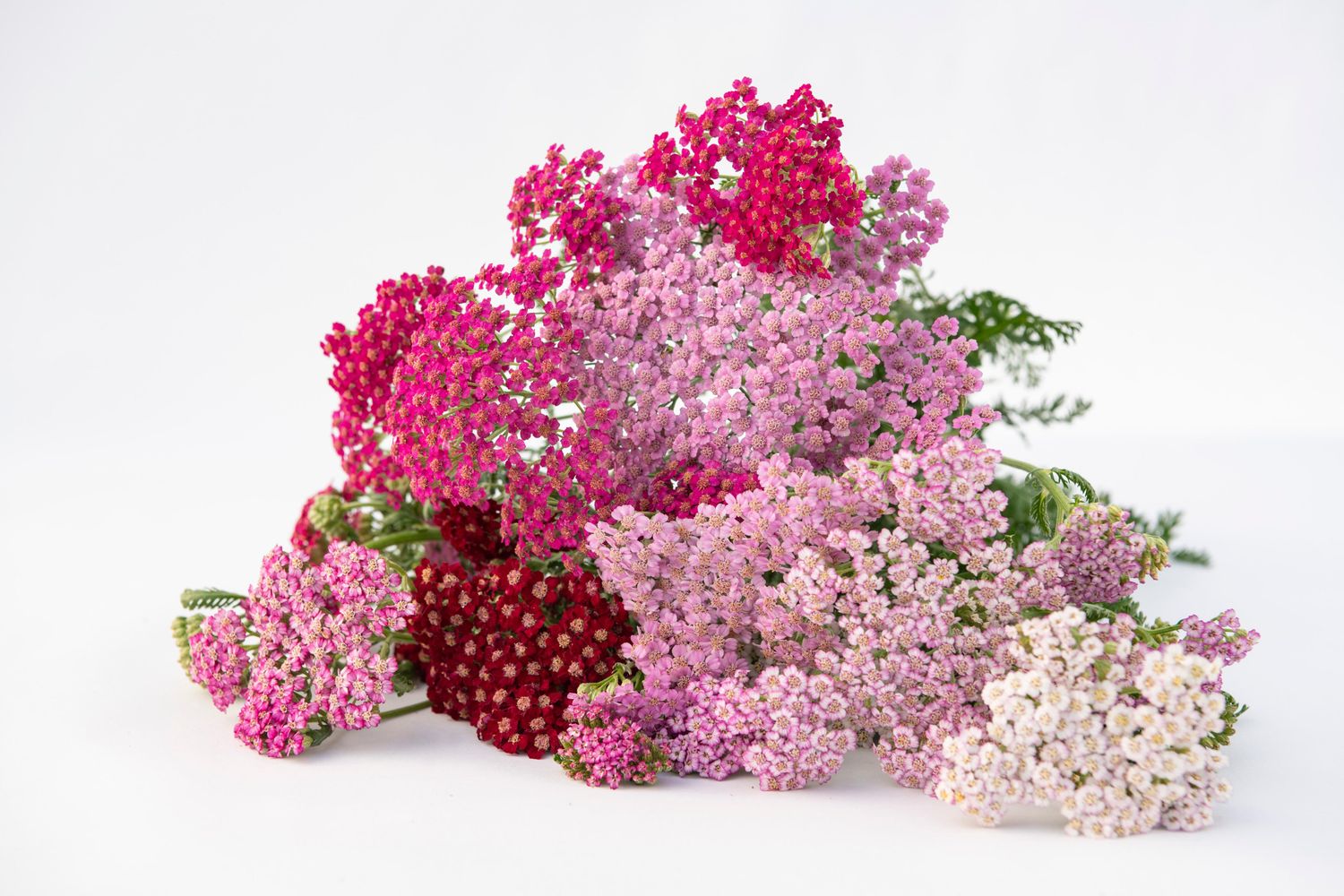 Yarrow Flowerburst Fruitbowl