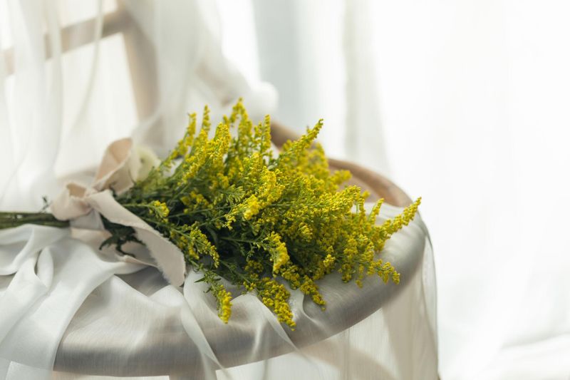 Solidago Rugosa Fireworks