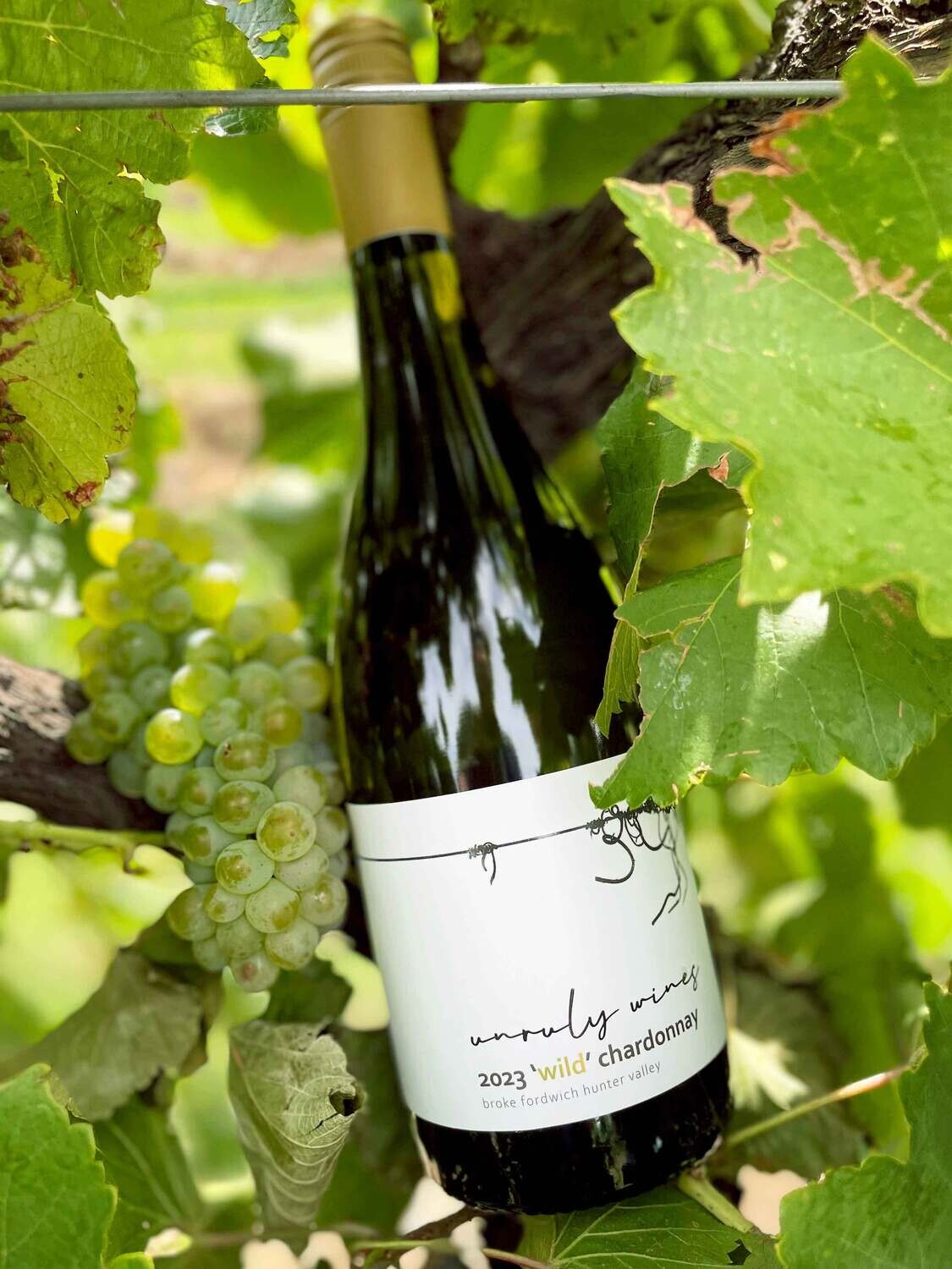 2023 'wild' Chardonnay