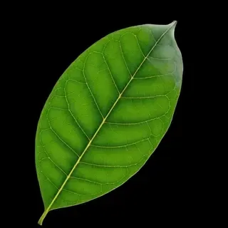 Kratom