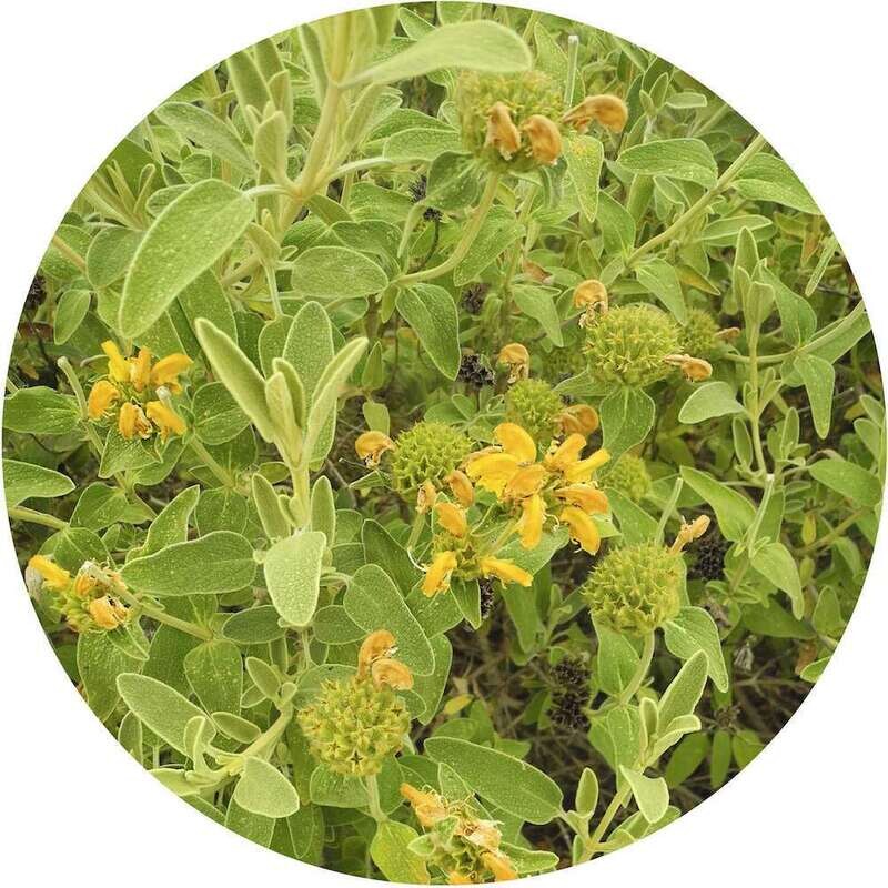 Greek Sage