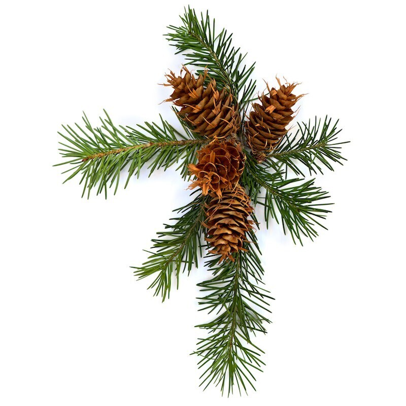 Douglas Fir Needle