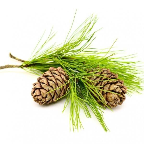 Cedarwood