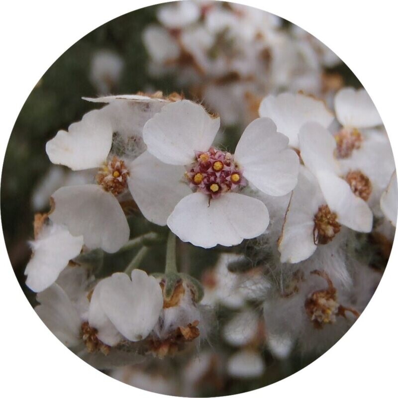 Cape Chamomile