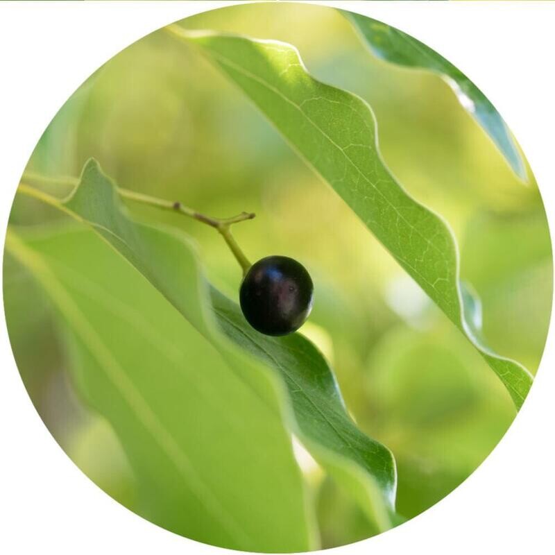 Camphor