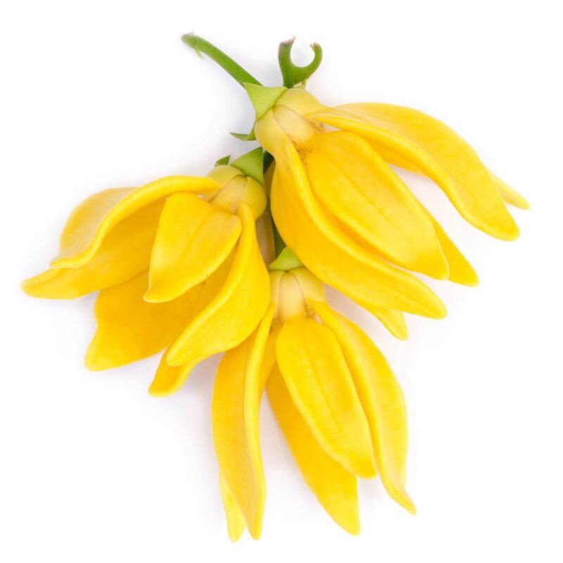 Ylang Ylang