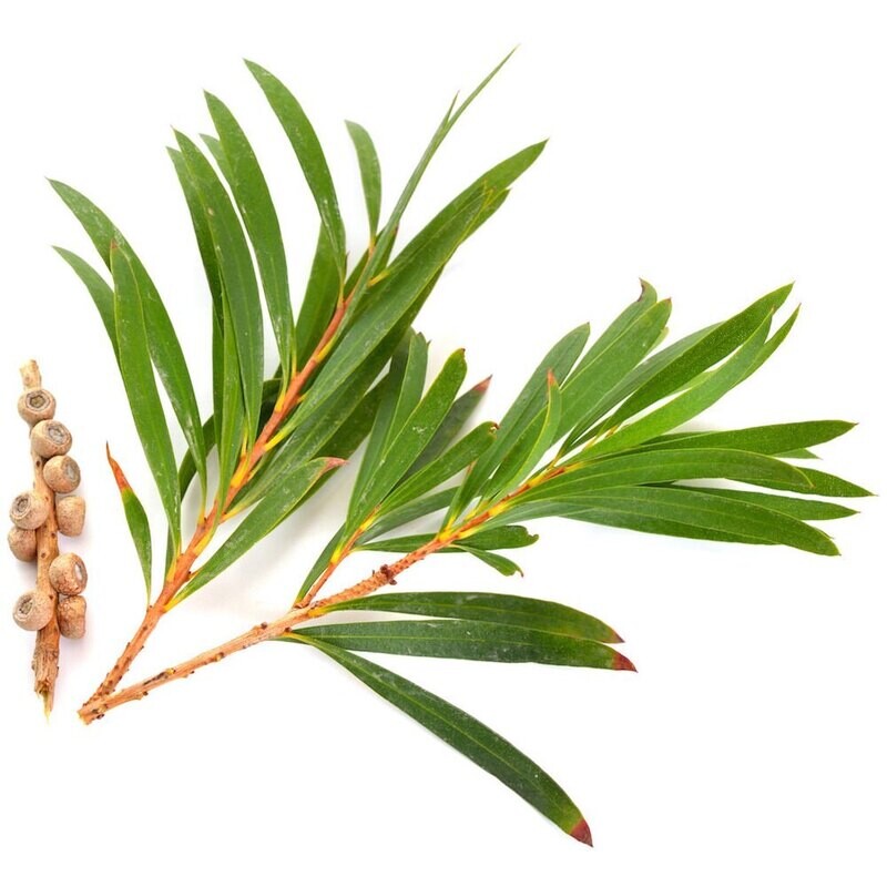 Tea Tree