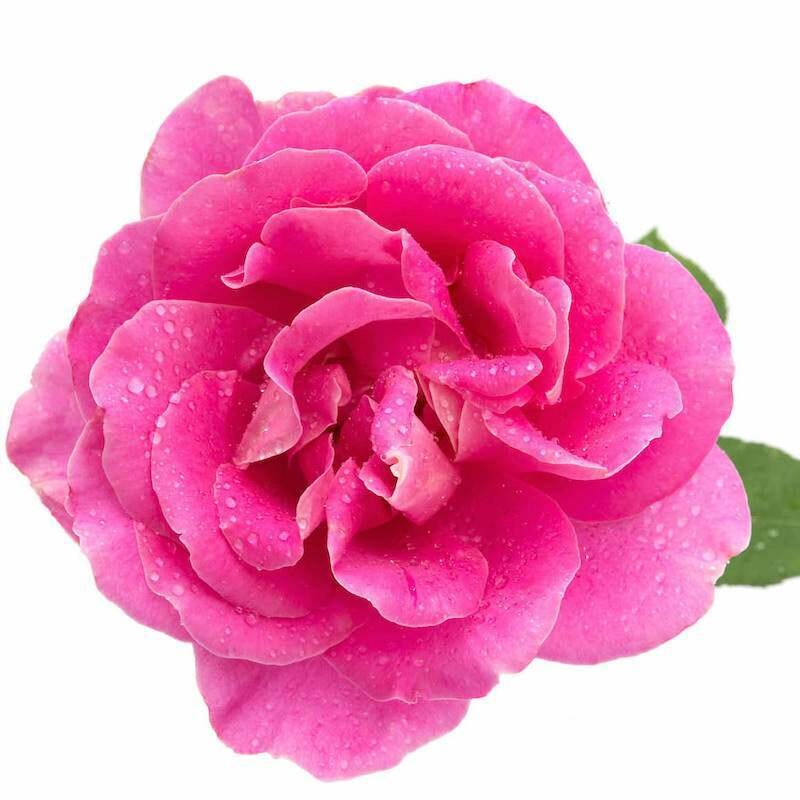 Rose Absolute