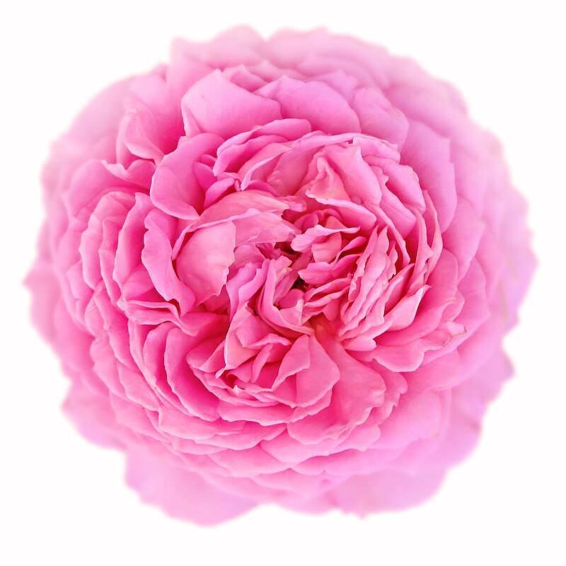 Rose De Mai Otto (Rose Maroc)