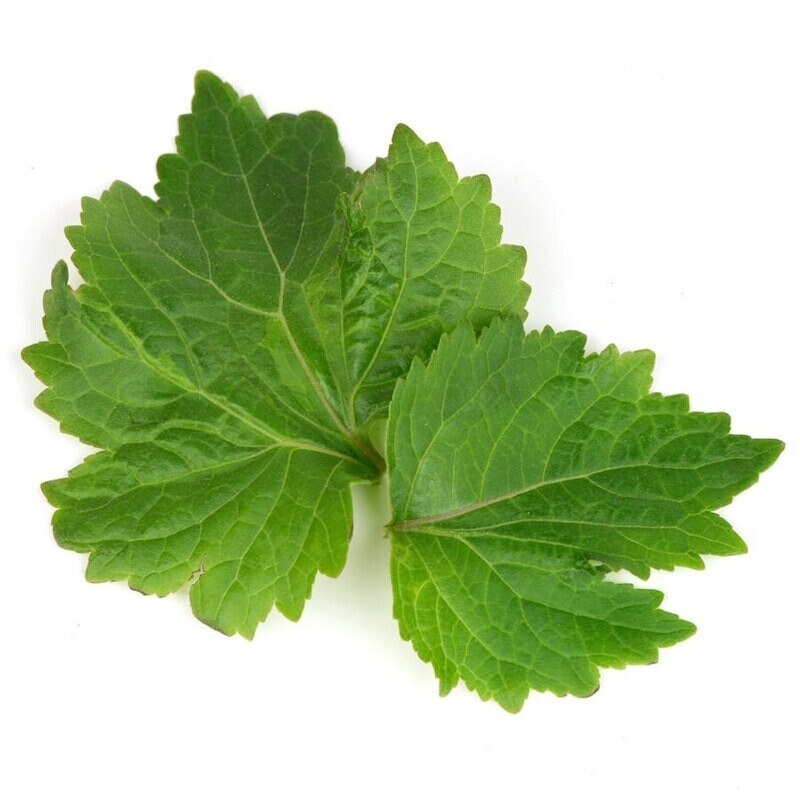 Patchouli