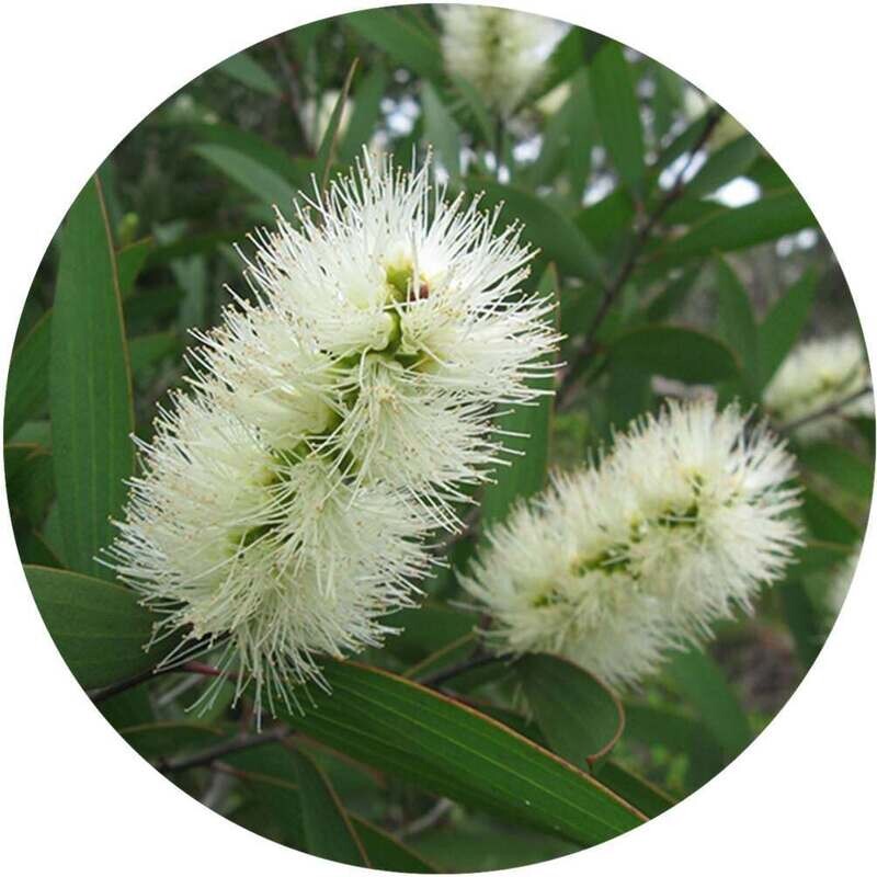 Niaouli