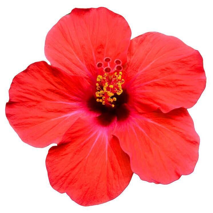 Hibiscus