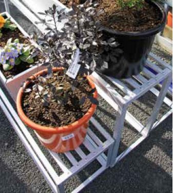 Slatted Plant Staging