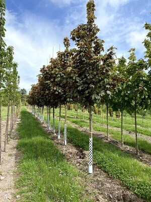 Acer pseudoplatanus