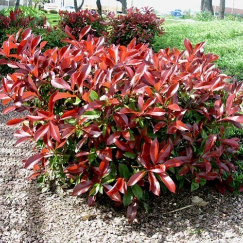 Photinia x fraseri &#39;Red Robin&#39;