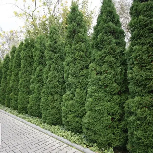 Thuja occidentalis &#39;Holmstrup&#39;