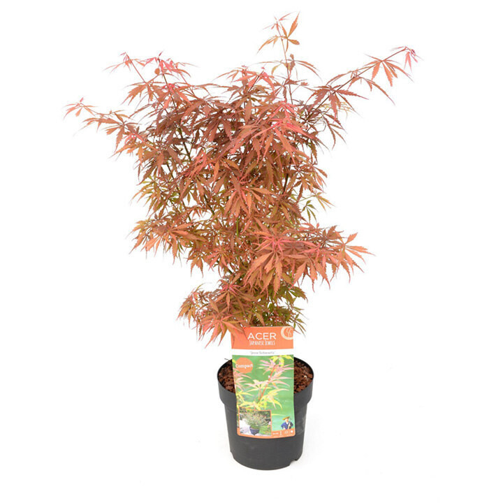 Acer palmatum &#39;Jerre Schwartz&#39;