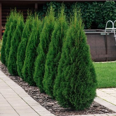 Thuja occidentalis &#39;Smaragd&#39;