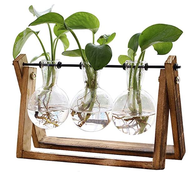 Plant Terrarium